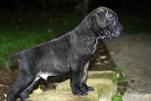 cane corso old world puppies